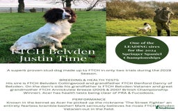 English Springer Spaniel dogs for sale: KC Reg FTCH English Springer Spaniel Puppies  - Image 3