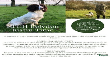English Springer Spaniel dogs - Advert 1
