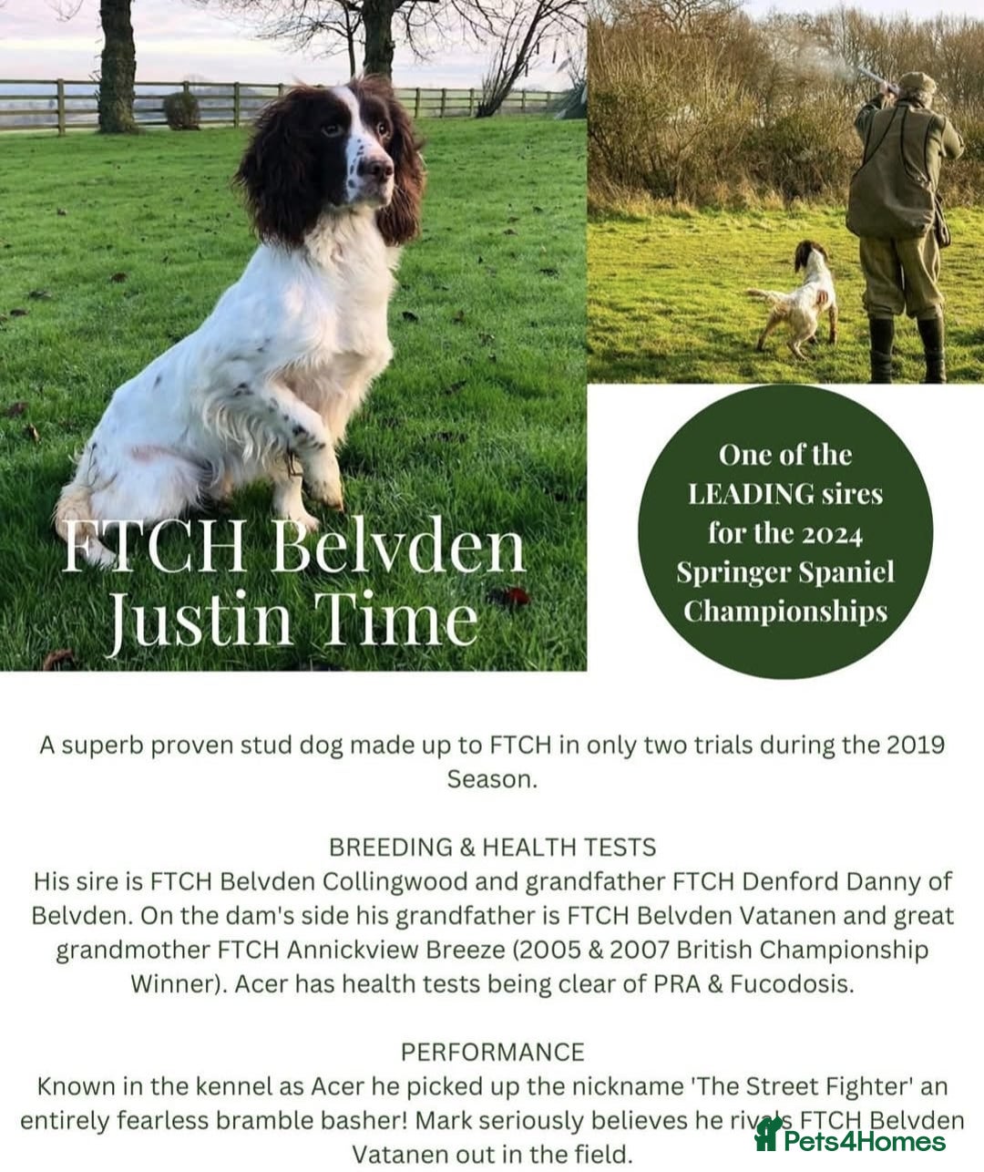 English Springer Spaniel dogs for sale: KC Reg FTCH English Springer Spaniel Puppies  - Image 3