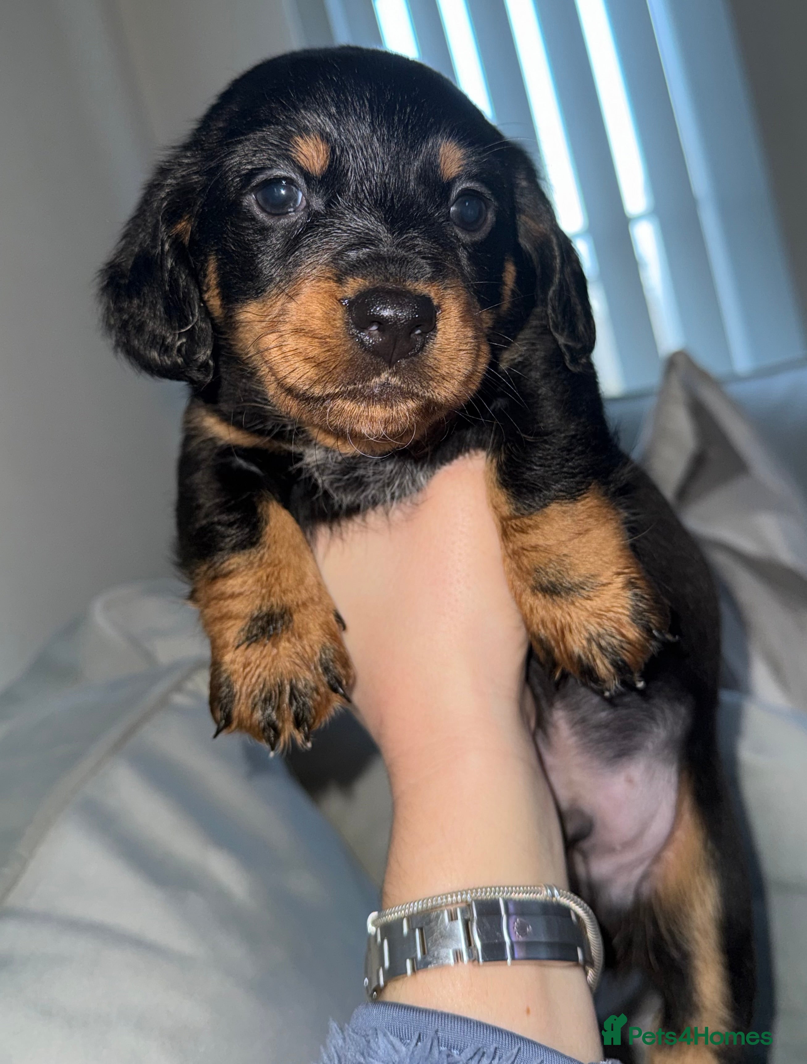 Mixed Breed dogs  * NO time wasters!*Beautiful jackadac puppys  - Advert 12