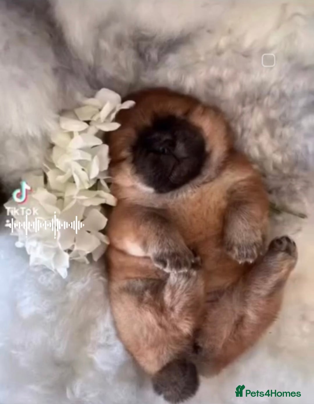 Chow Chow dogs for sale: Chow chow - Advert 4