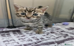 Bengal cats for sale: Lovely bengal kittens(Tica reg.)😍 - Image 12
