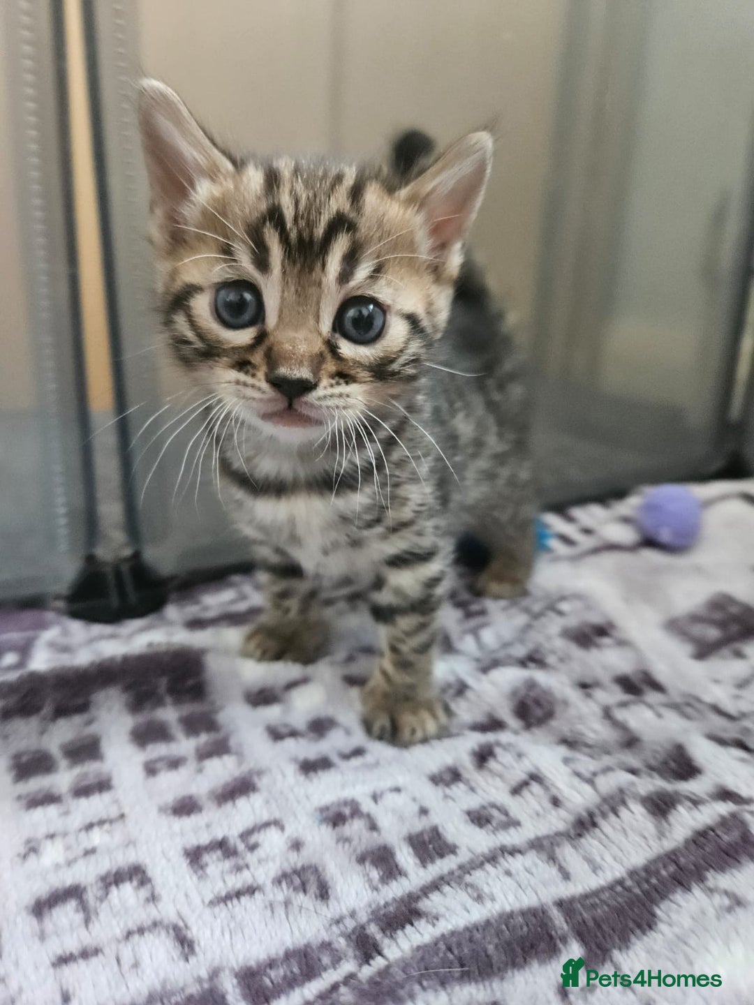 Bengal cats for sale: Lovely bengal kittens(Tica reg.)😍 - Image 12