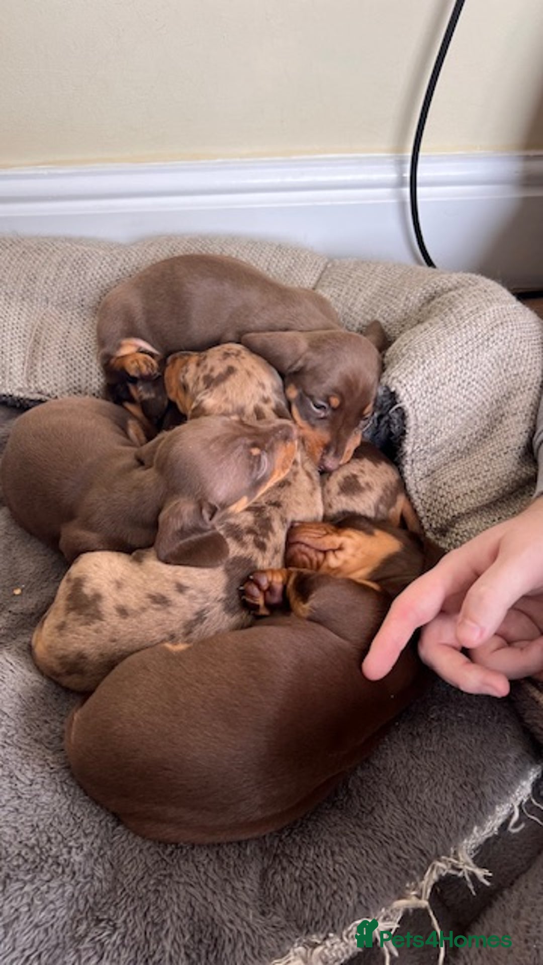 Miniature Dachshund dogs for stud: 🐾 KC Miniature Dachshund – Otto Von Krumm 🐾 - Image 7