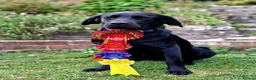 Labrador Retriever dogs for stud: Proven KC health tested Labrador stud - Advert 5