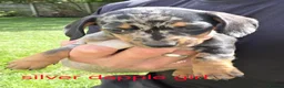 Miniature Dachshund dogs for sale: PRA CLEAR, KC REG MIN DACHSHUNDS  - Advert 9