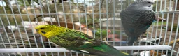 Budgerigars birds for sale: Black wing budgies, split to b/f & b/w - Advert 8