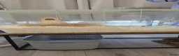 Gerbil rodents for sale: 2 x make gerbils in Bedford - Advert 4