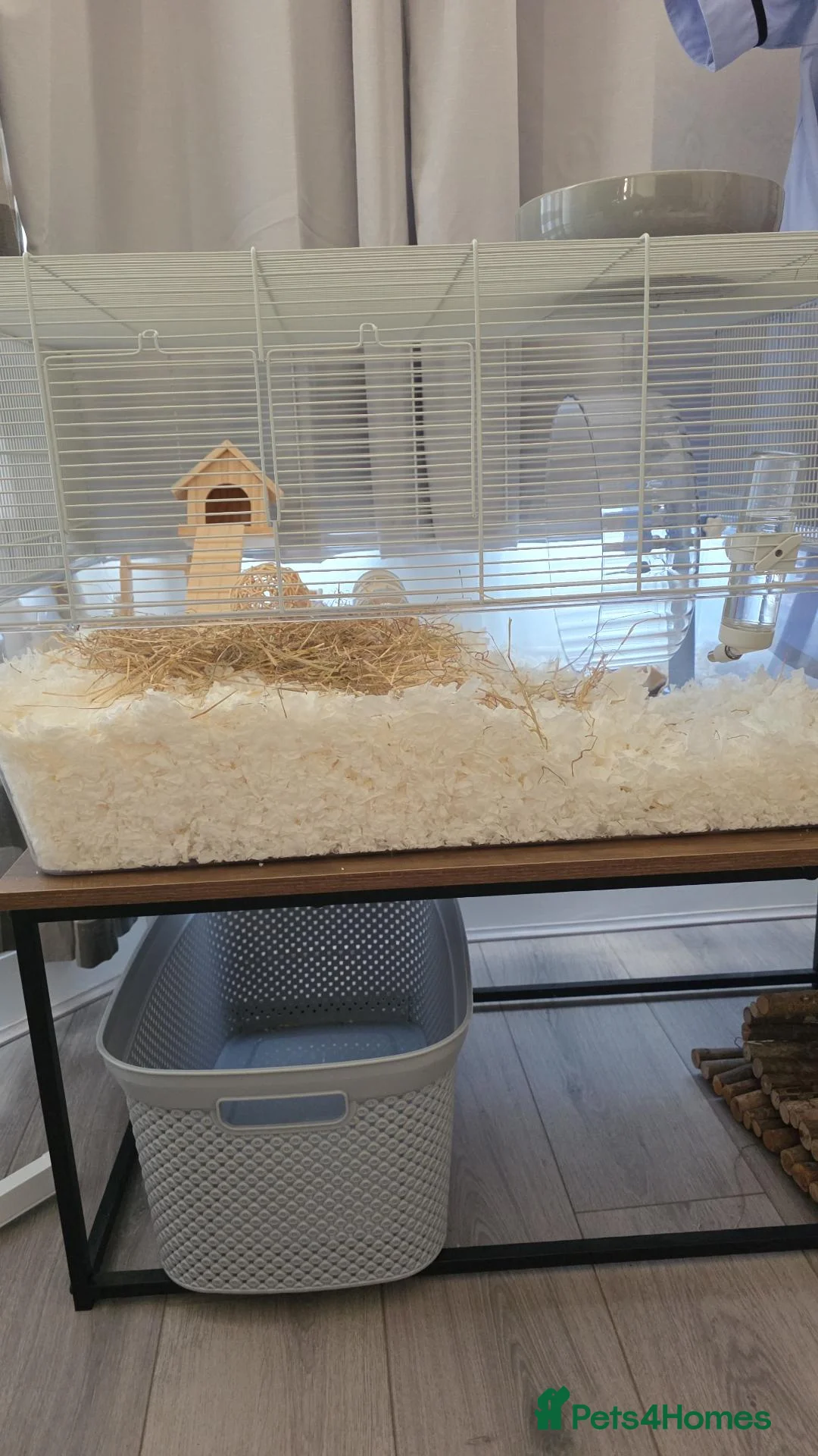 Gerbil rodents for sale: 2 x make gerbils in Bedford - Advert 4