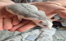 Rat rodents for sale: Rats ready to leave  - Image 4