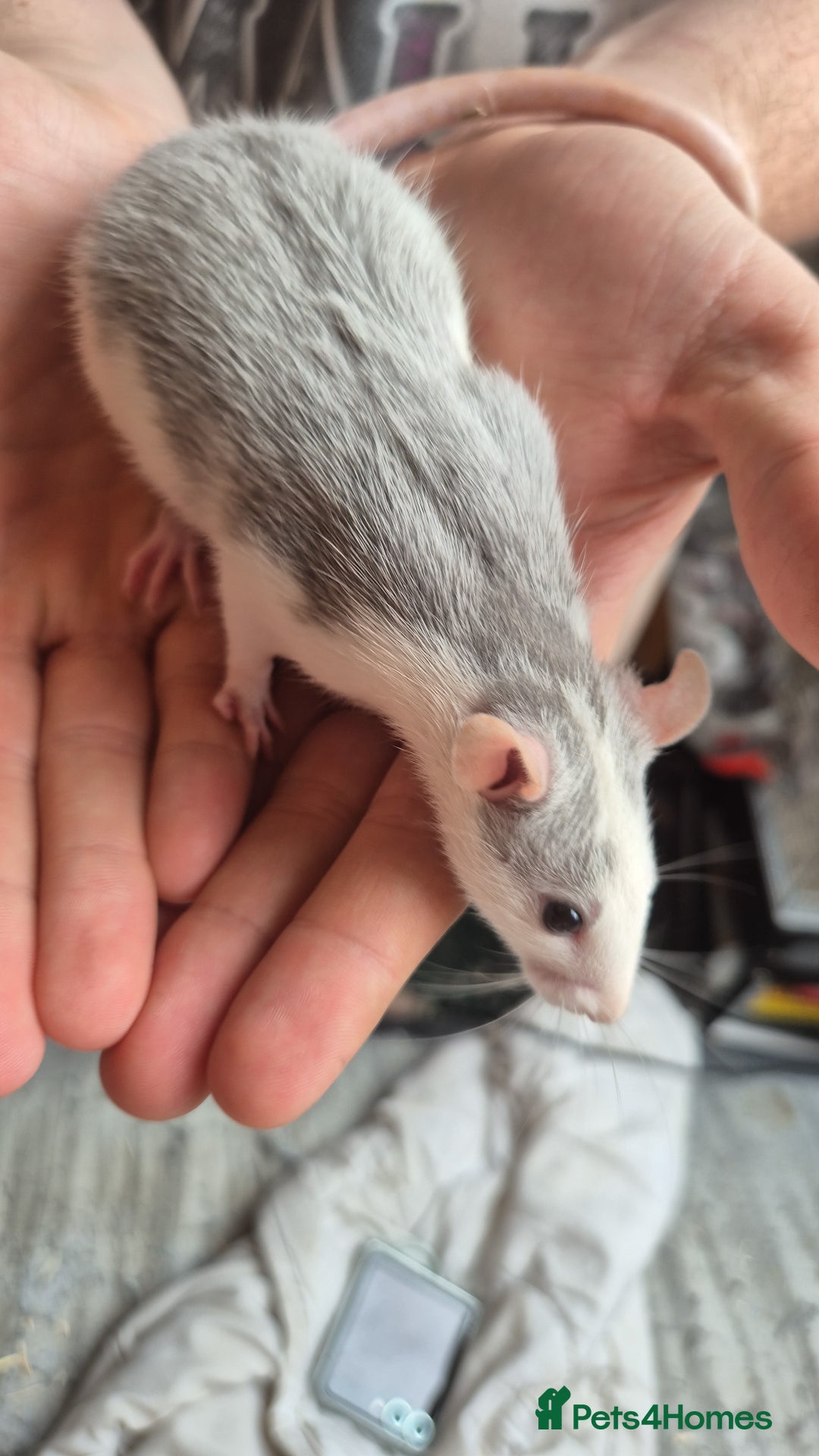 Rat rodents for sale: Rats ready to leave  - Image 4