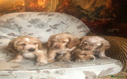 Cocker Spaniel dogs for sale: 4 stunning cocker spaniel puppies  - Image 24