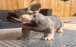 French Bulldog dogs for sale: French bulldog puppies  - Image 6