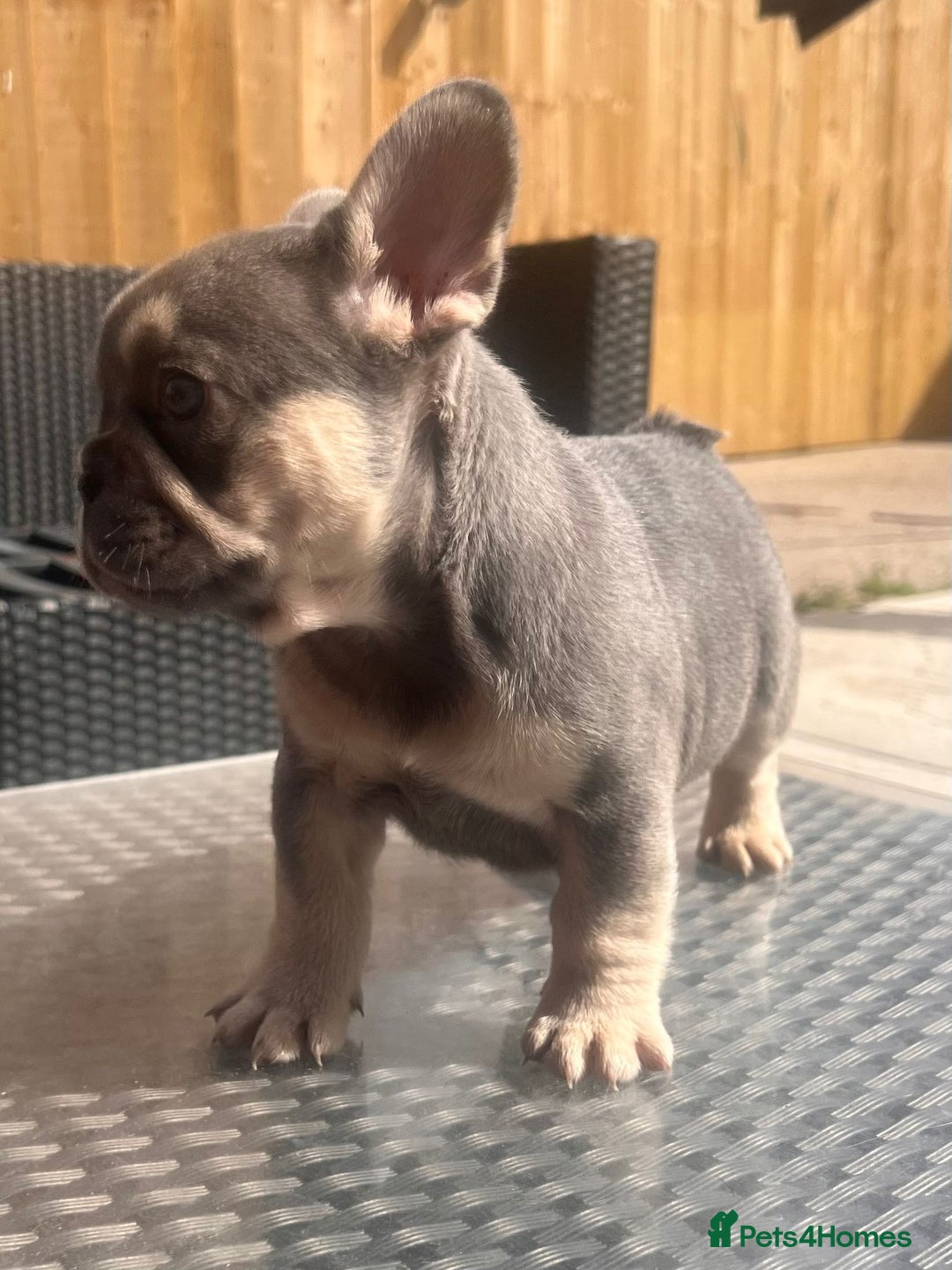 French Bulldog dogs for sale: French bulldog puppies  - Image 6