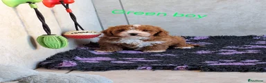 Green boy