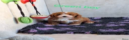 Cavapoochon dogs for sale: 🥰 Cavapoochons 🥰 - Advert 17