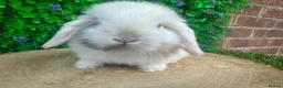 Mini Lop rabbits for sale: Stunning purebred mini lop bucks ready to reserve - Advert 8