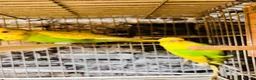 Budgerigars birds for sale: Various proven breeding pair budgies  - Advert 9