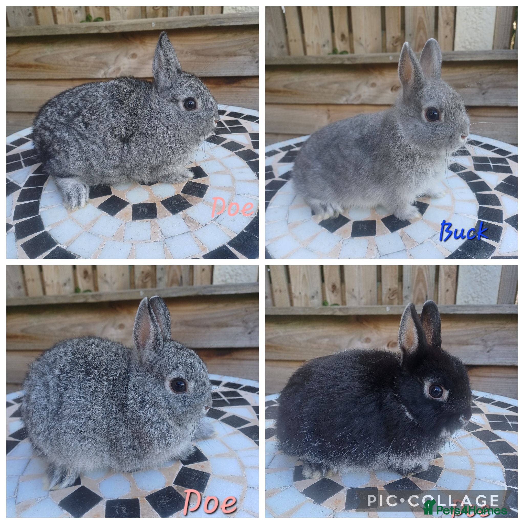 Netherland Dwarf rabbits Neverland dwalf - Advert 1