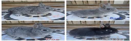 Netherland Dwarf rabbits for sale: Neverland dwalf - Advert 1