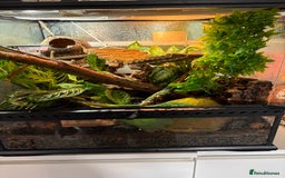 Gecko reptiles for sale: 2 crested geckos w/setup - Image 5