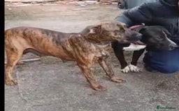 Mixed Breed dogs for sale: Presa canario x staffy - Image 5