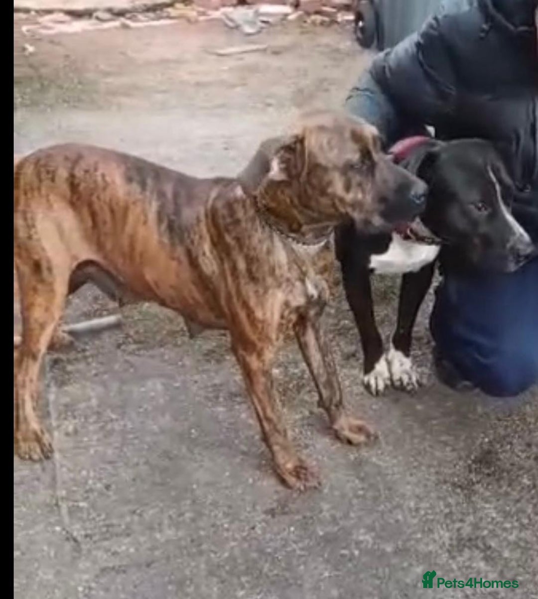 Mixed Breed dogs for sale: Presa canario x staffy - Image 5