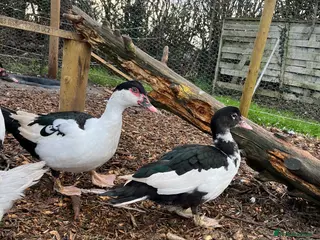 Ducks poultry Muscovy Female Ducks Point of Lay - Advert 1
