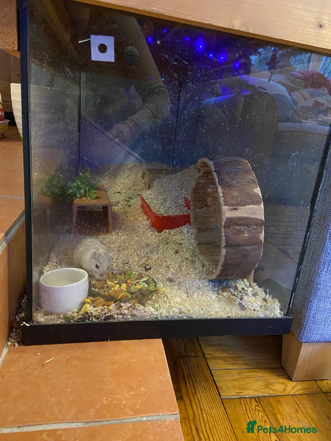 Gerbil rodents for sale: 2 friendly gerbils  - Advert 4