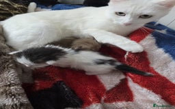 Mixed Breed cats for sale: Kittens😻Ragdoll x domestic cat short hair 😽 - Image 16