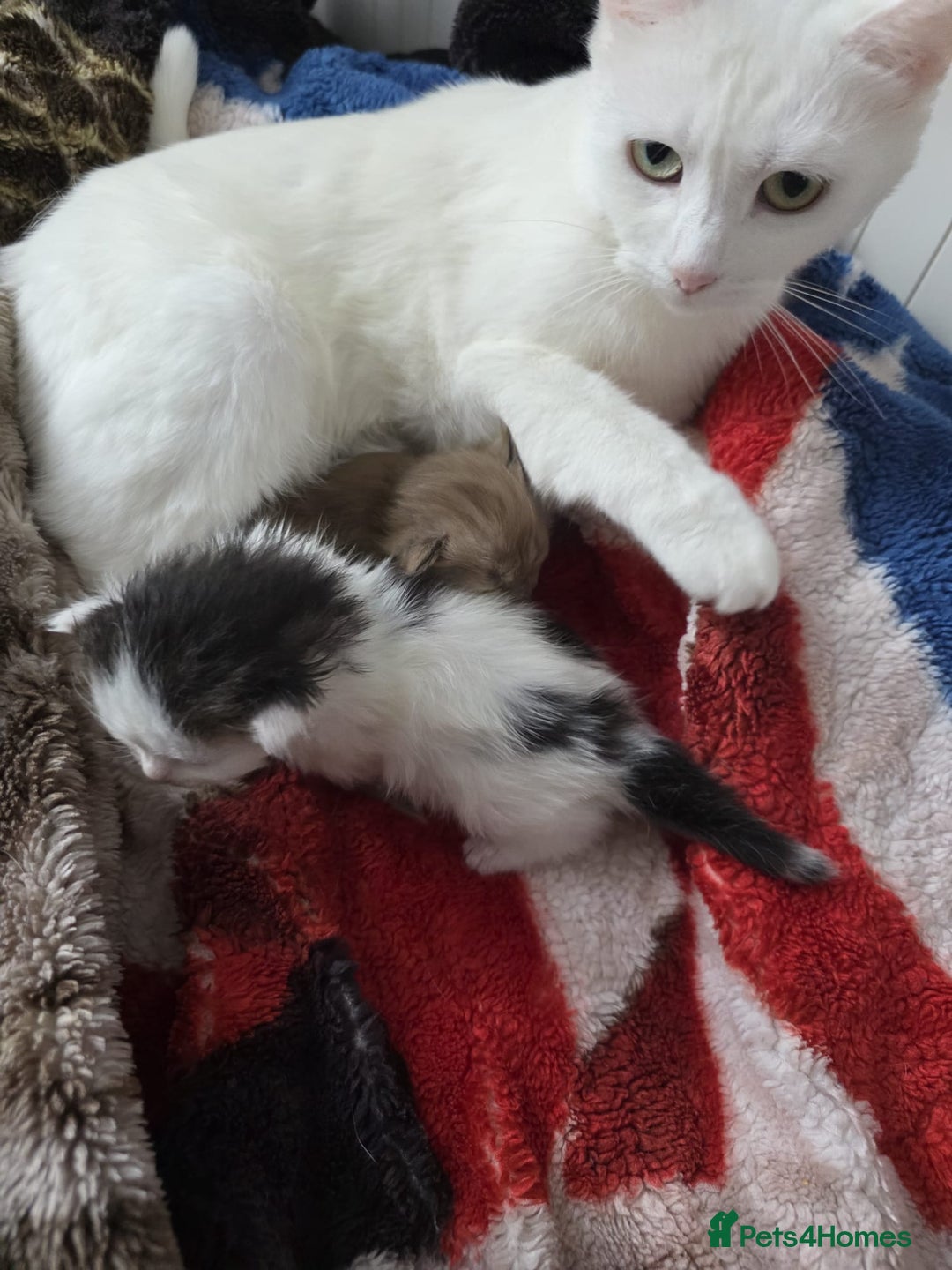 Mixed Breed cats for sale: Kittens😻Ragdoll x domestic cat short hair 😽 - Image 16