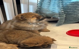 Chow Chow dogs for sale: Chow Puppies looking for new home - Image 31