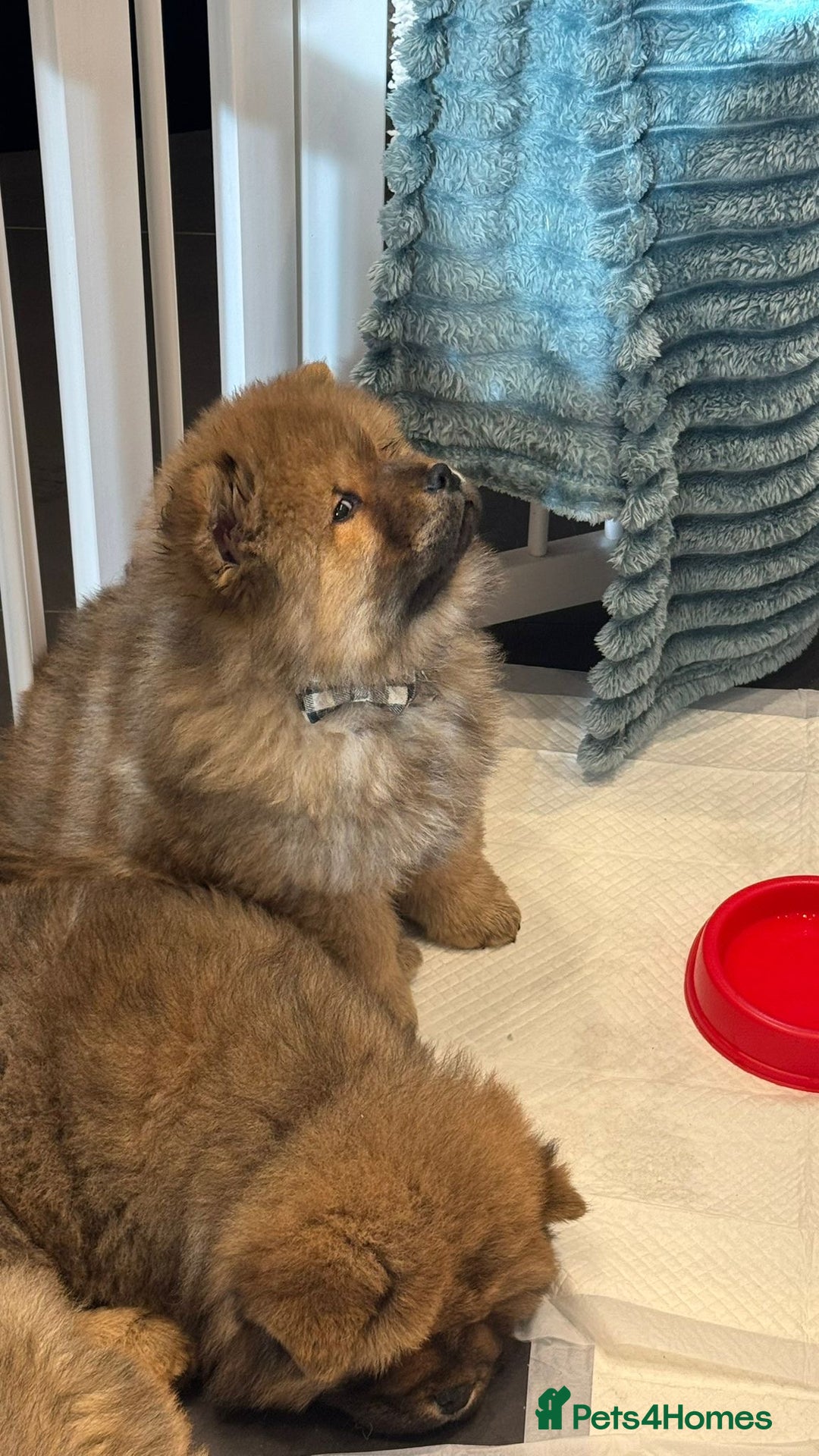 Chow Chow dogs for sale: Chow Puppies looking for new home - Image 31