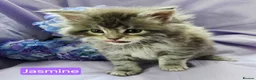 Maine Coon cats for sale: Mainecoons ready now - Advert 24