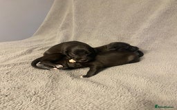 Mixed Breed dogs for sale: Beddlington whippet puppies  - Advert 10