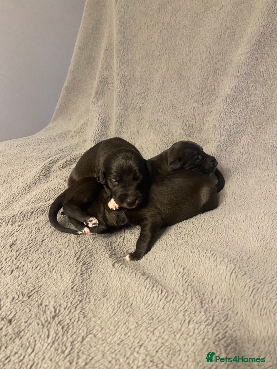 Mixed Breed dogs for sale: Beddlington whippet puppies  - Advert 10