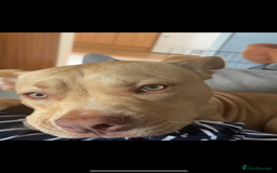 Staffordshire Bull Terrier dogs for sale: Beautiful Bailey  - Image 1