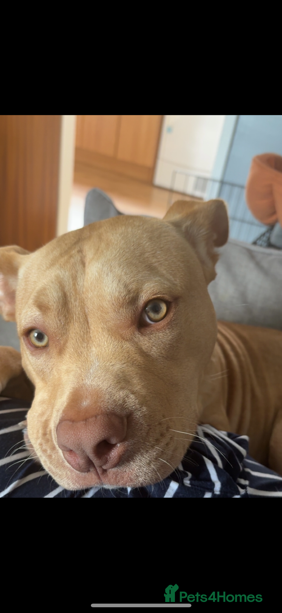Staffordshire Bull Terrier dogs for sale: Beautiful Bailey  - Image 1