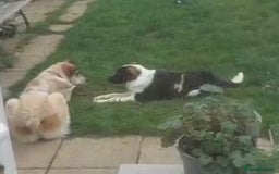 Mixed Breed dogs for adoption: Tilda  - Image 3