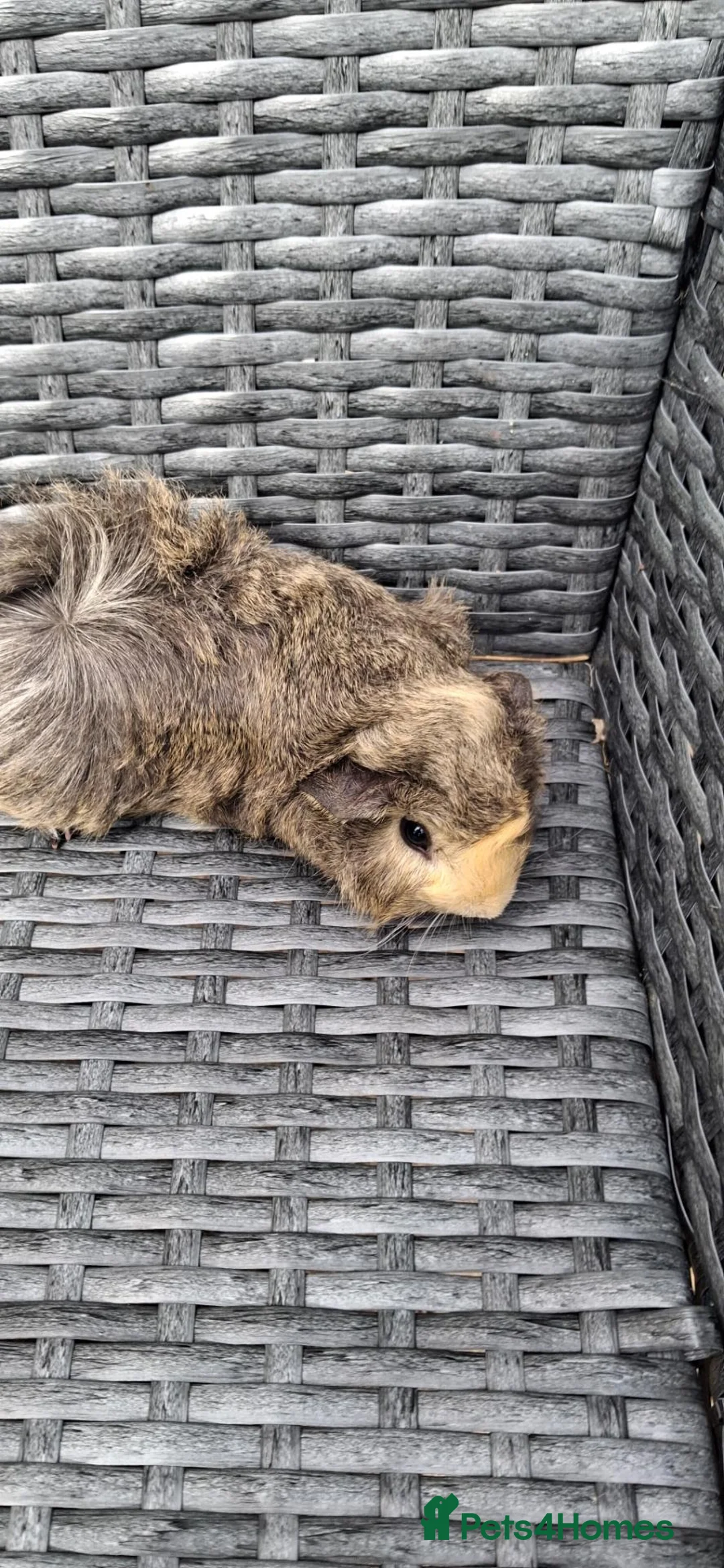 Guinea Pig rodents for sale: 4 baby girl guinea pigs and 1 boy - Advert 1
