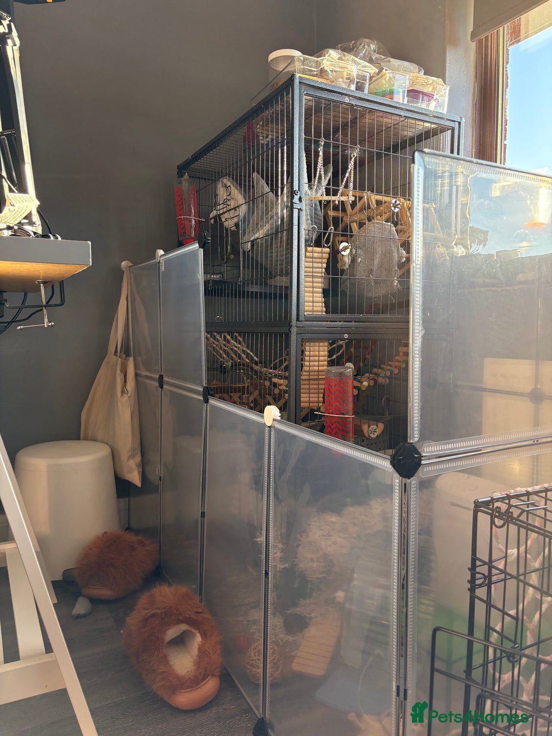 Rat rodents for sale: Young male rats and cage for sale - Advert 1