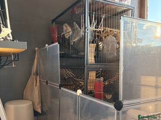 Rat rodents Young male rats and cage for sale - Advert 2