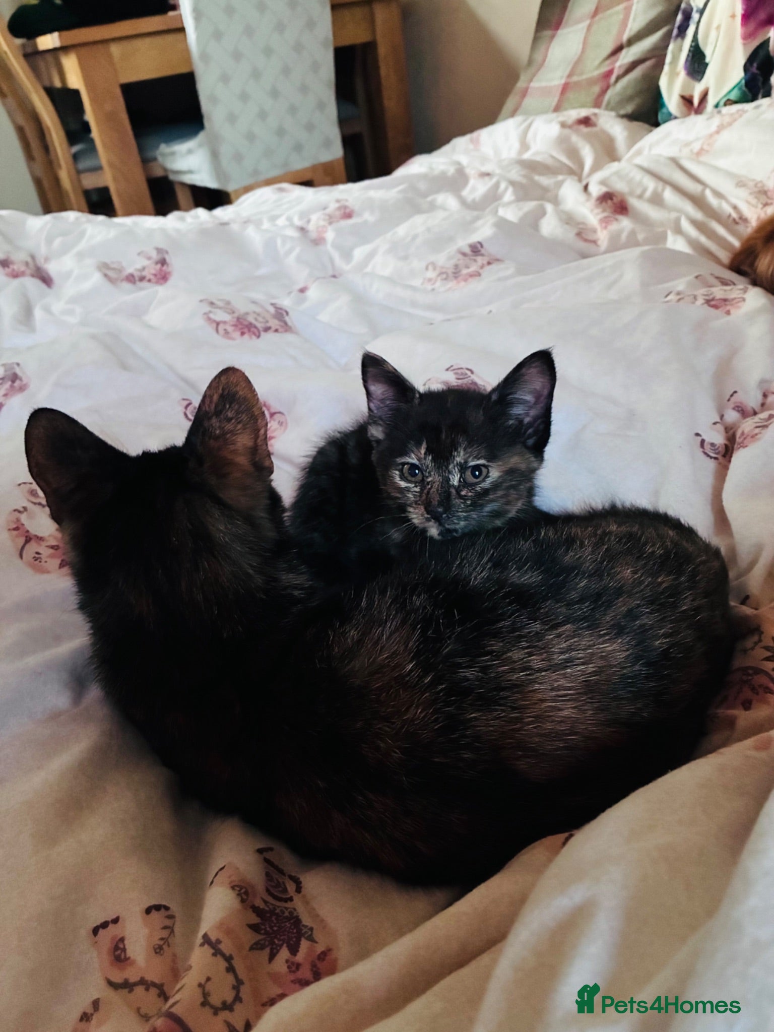 Maine Coon cats READY TO GO Maine coon x last female kitten - Advert 1