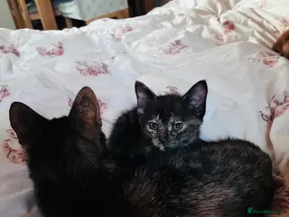 Maine Coon cats READY TO GO Maine coon x last female kitten - Advert 1
