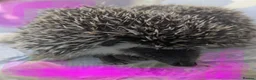 Pygmy Hedgehog rodents for sale: African pgymy hedgehog ready to leave in Aldershot - Advert 5