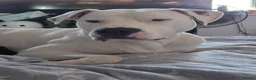 American Bulldog dogs for sale: Very loving american bulldog  - Advert 1