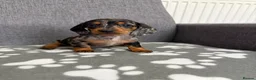 Dachshund dogs for sale: Miniature Dachshund puppies  - Advert 3