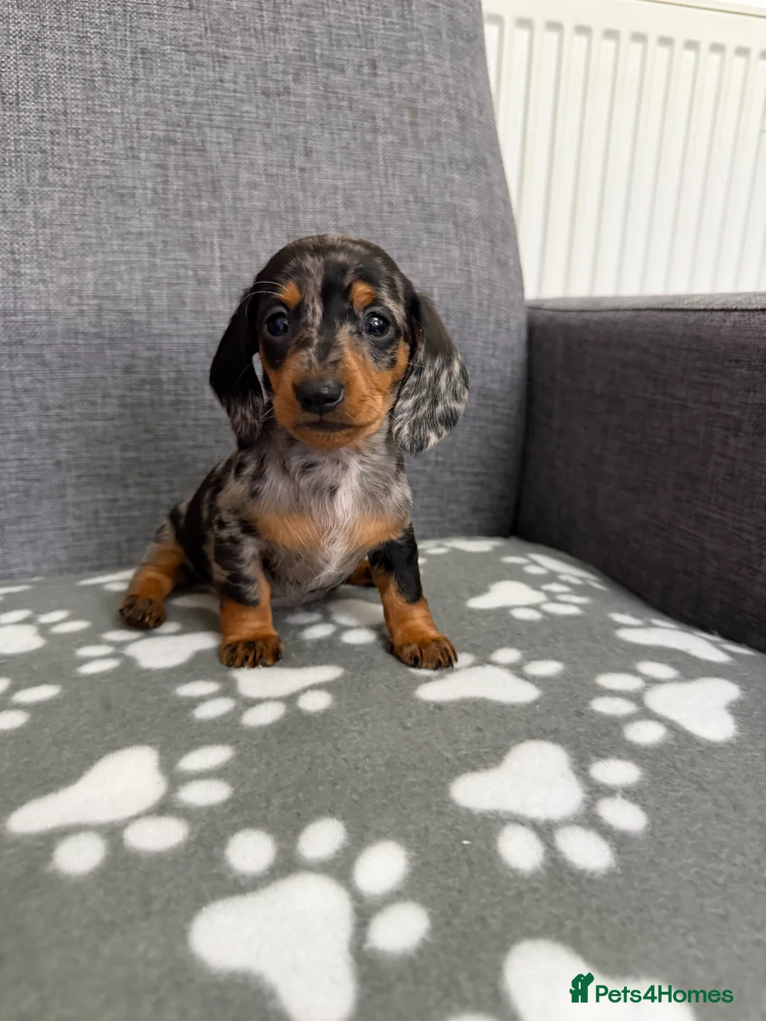 Dachshund dogs for sale: Miniature Dachshund puppies  - Advert 3