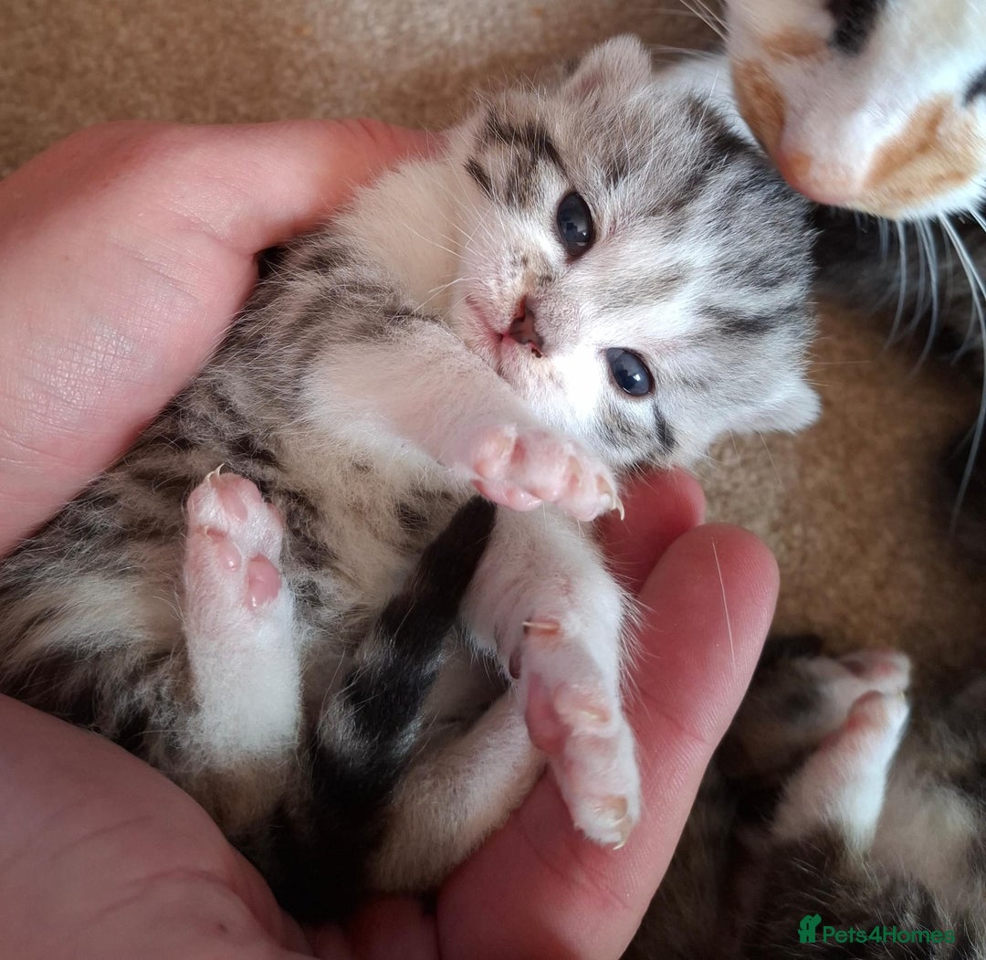 Mixed Breed cats for sale: Three Fluffy Tigers  - Image 19