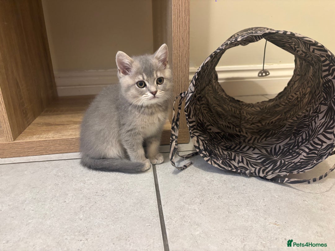 British Shorthair cats for sale: Ready to go BS kittens  - Image 9